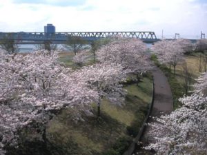 小松川千本桜