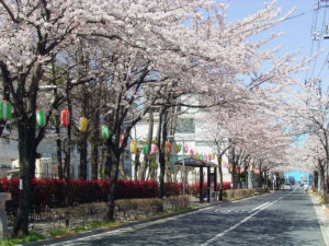 瑞江西通り 桜