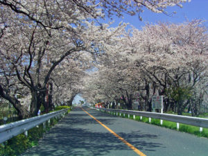 篠崎水門 桜